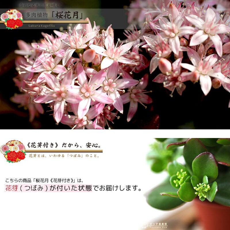 花咲く多肉植物 『 桜花月 ( サクラカゲツ )』 11cm鉢 金の 花咲く多肉植物 『 桜花月 ( サクラカゲツ )』 11cm鉢 金の