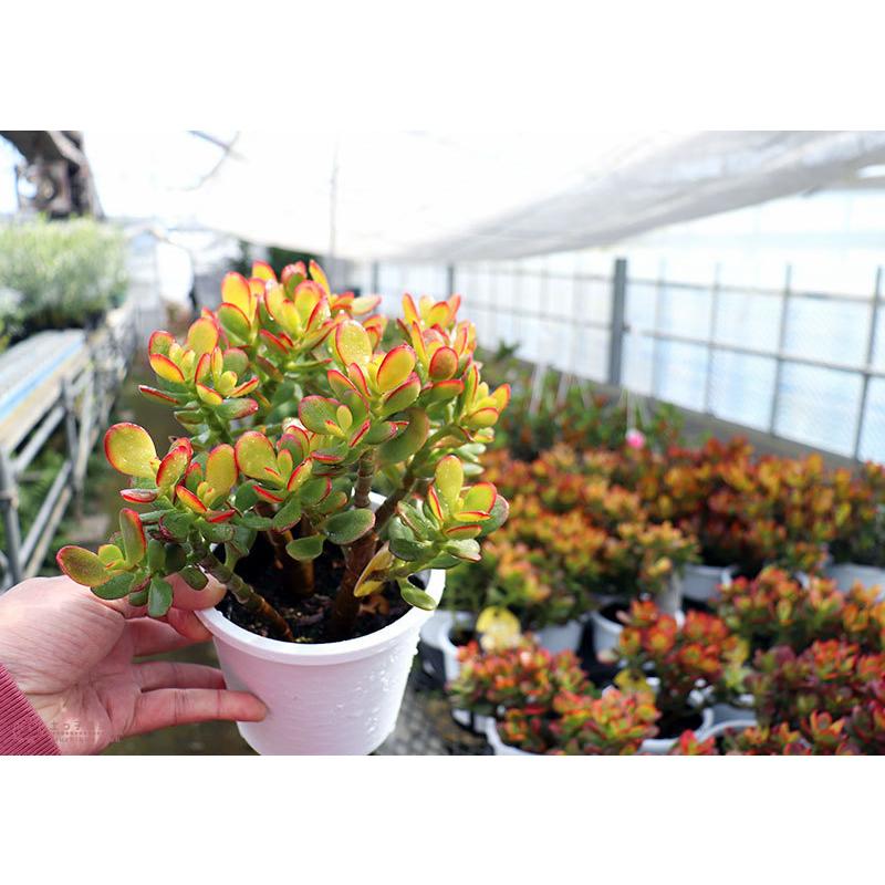 多肉植物 『 黄金姫花月 』 4号鉢植え : 花と緑の専門店 土っ子倶楽部