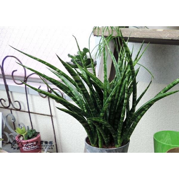 サンスベリア 『 ファーンウッド・ミカド 』 （ サンセベリア