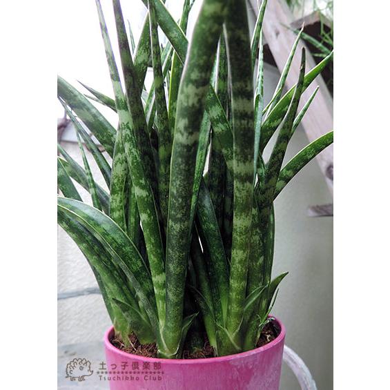 サンスベリア 『 ファーンウッド・ミカド 』 （ サンセベリア
