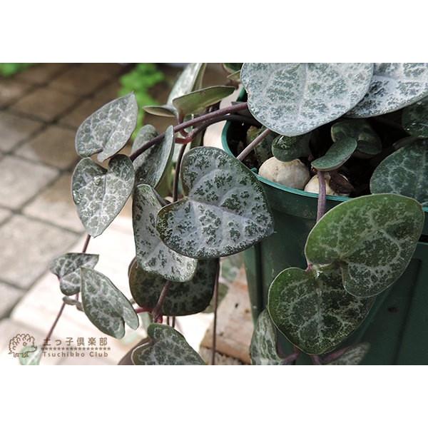 ハートカズラ 9cmポット苗 : 花と緑の専門店 土っ子倶楽部 - 通販