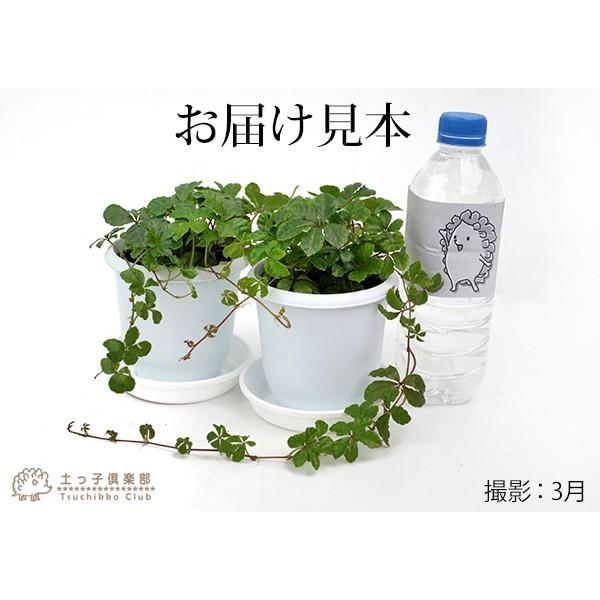 シュガーバイン 9cmポット 2個セット（ 鉢と受け皿プレゼント ） : 花