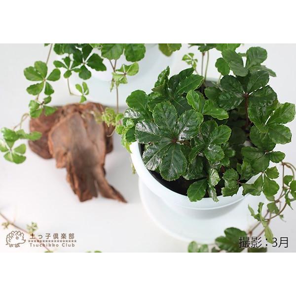 シュガーバイン 9cmポット 2個セット（ 鉢と受け皿プレゼント ） : 花