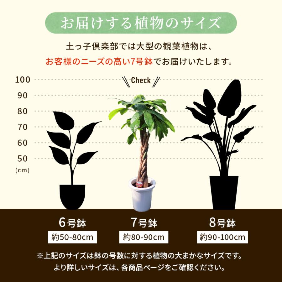 パキラ （ 発財樹 ）7号鉢 受け皿 プレゼント ギフト 贈答 土っ子