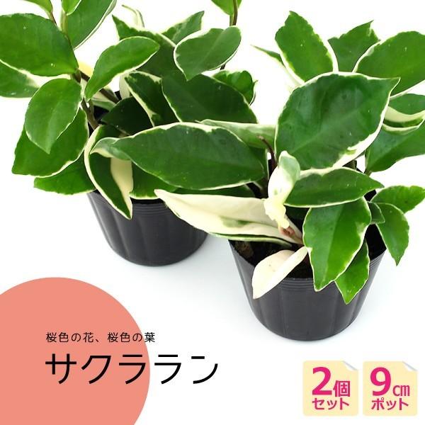 ミニ観葉植物 『 サクララン 』 2個セット 9cmポット