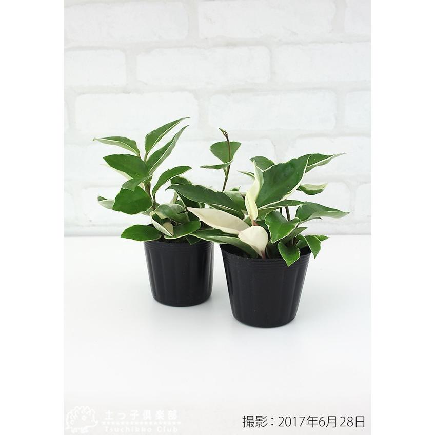 ミニ観葉植物 『 サクララン 』 2個セット 9cmポット｜produce87｜02