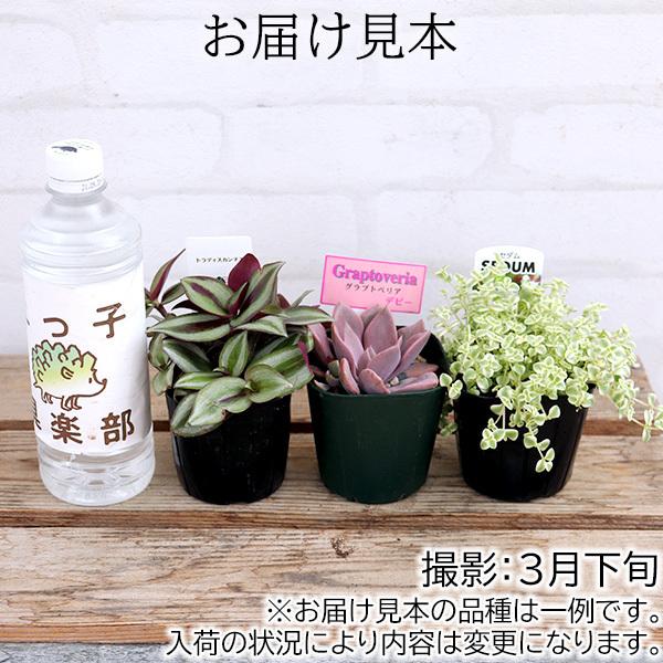 ミニ観葉 『 おまかせ 3品種セット 』 9cmポット （ 観葉植物3