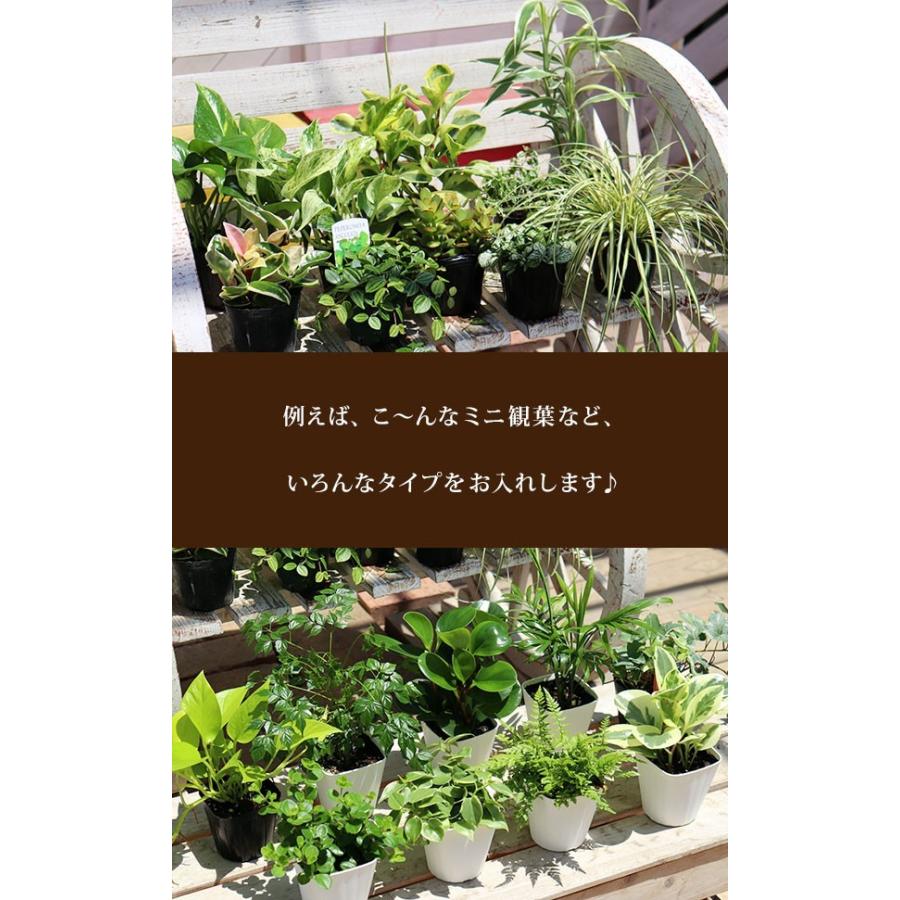 ミニ観葉 ｜ おまかせ 3品種セット｜9cmポット｜観葉植物3個セット