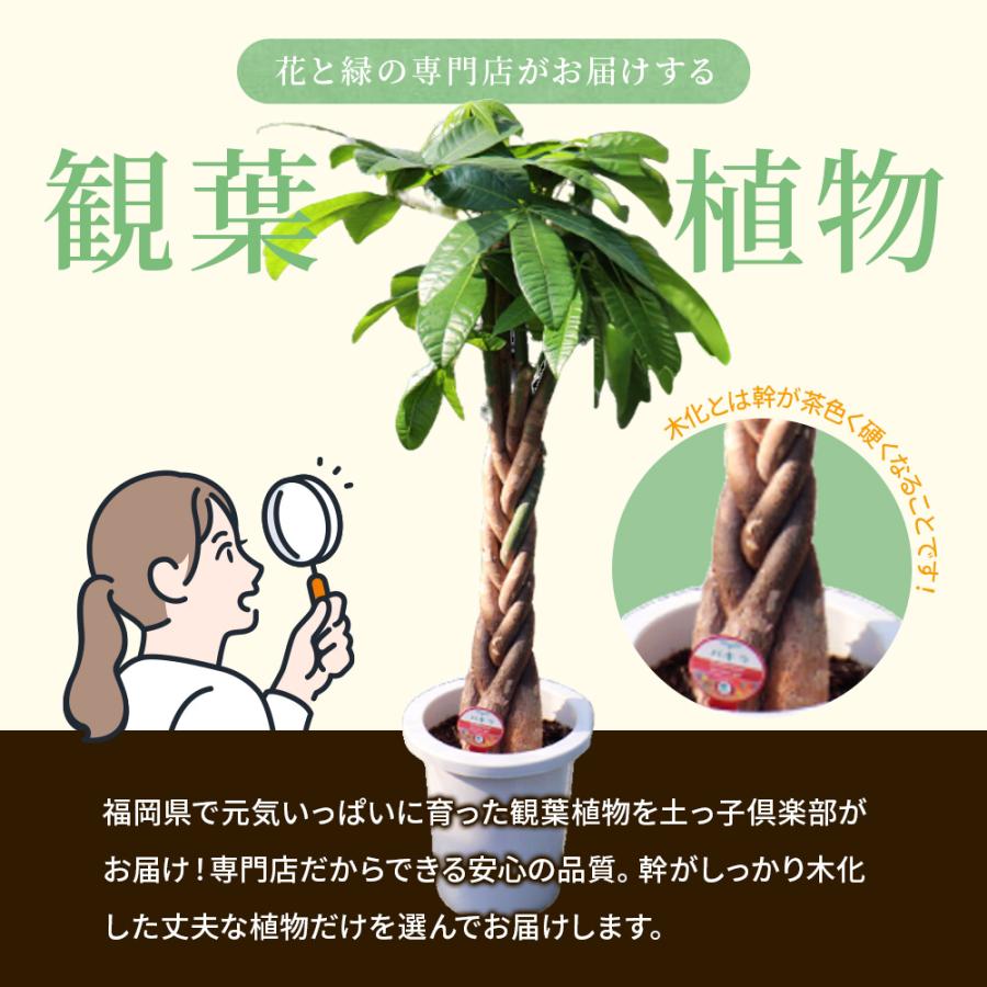 ウンベラータ 7号鉢 受け皿 プレゼント付き ギフト 贈答 プレゼント