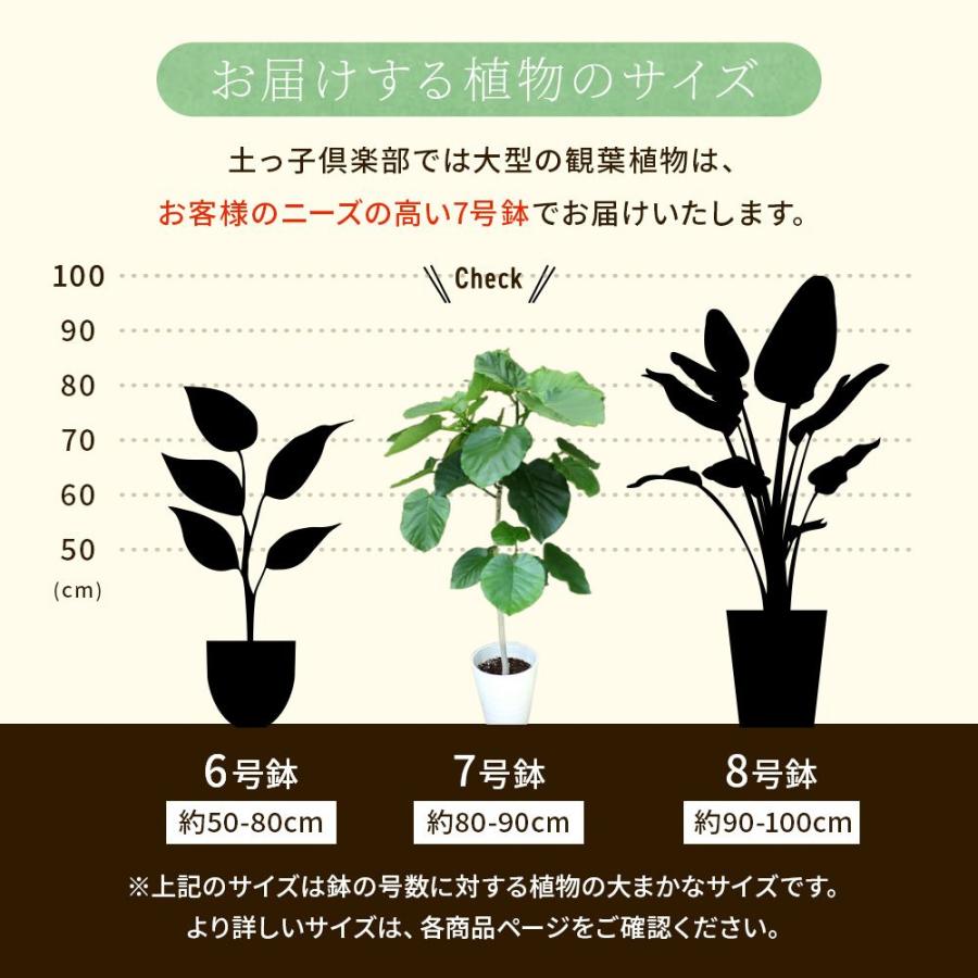 ウンベラータ 7号鉢 受け皿 プレゼント付き ギフト 贈答 プレゼント