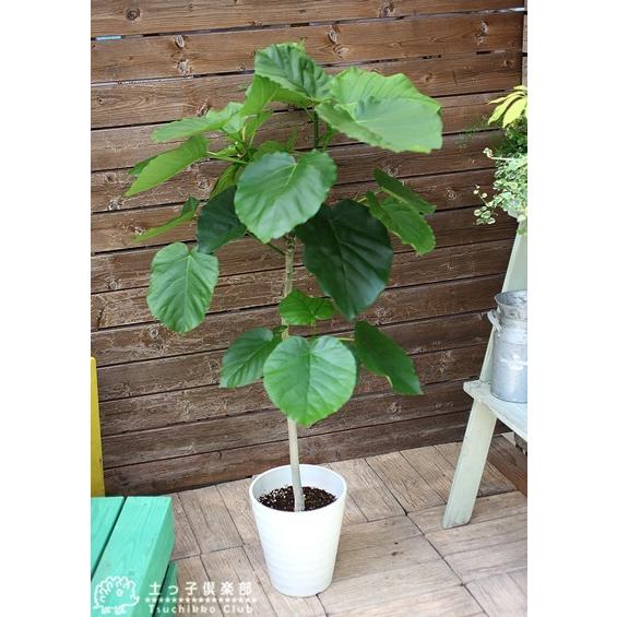 ウンベラータ 7号鉢 （ 受け皿プレゼント付き ） : 花と緑の専門店 土