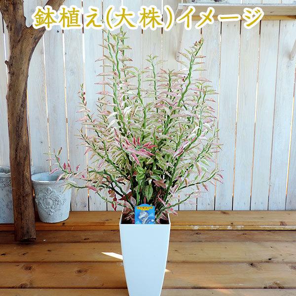 ミニ観葉植物 『 銀龍（ギンリュウ） 』 9cmポット｜produce87｜09