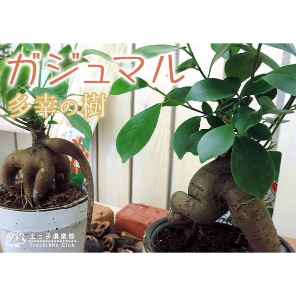 ガジュマル （ ミニ観葉 ）12cmポット（ 幸せの木 多幸の木 がじゅまる
