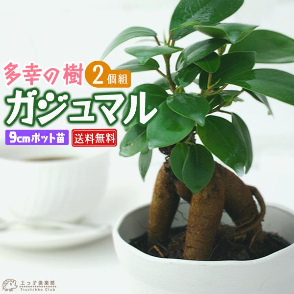 ガジュマル （がじゅまる） 2個セット（ 送料無料 ）7.5cmポット（ 幸せの木　多幸の木 ）