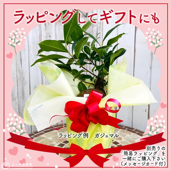 ガジュマル （がじゅまる） 2個セット（ 送料無料 ）7.5cmポット