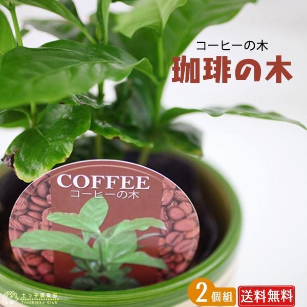 ミニ観葉植物 『 銀龍（ギンリュウ） 』  2個セット （ 送料無料 ） 9cmポット