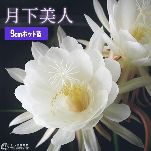 月下美人 １年生　9cmポット苗（Yahoo!・花と緑の専門店 土っ子倶楽部）