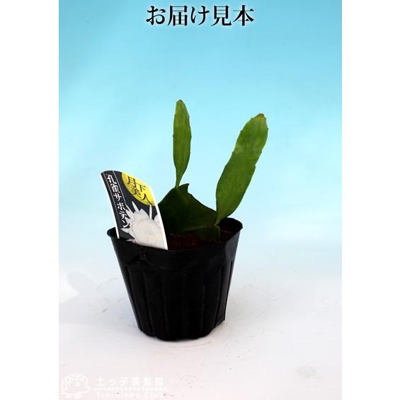 月下美人 1年生 9cmポット苗 : 花と緑の専門店 土っ子倶楽部 - 通販