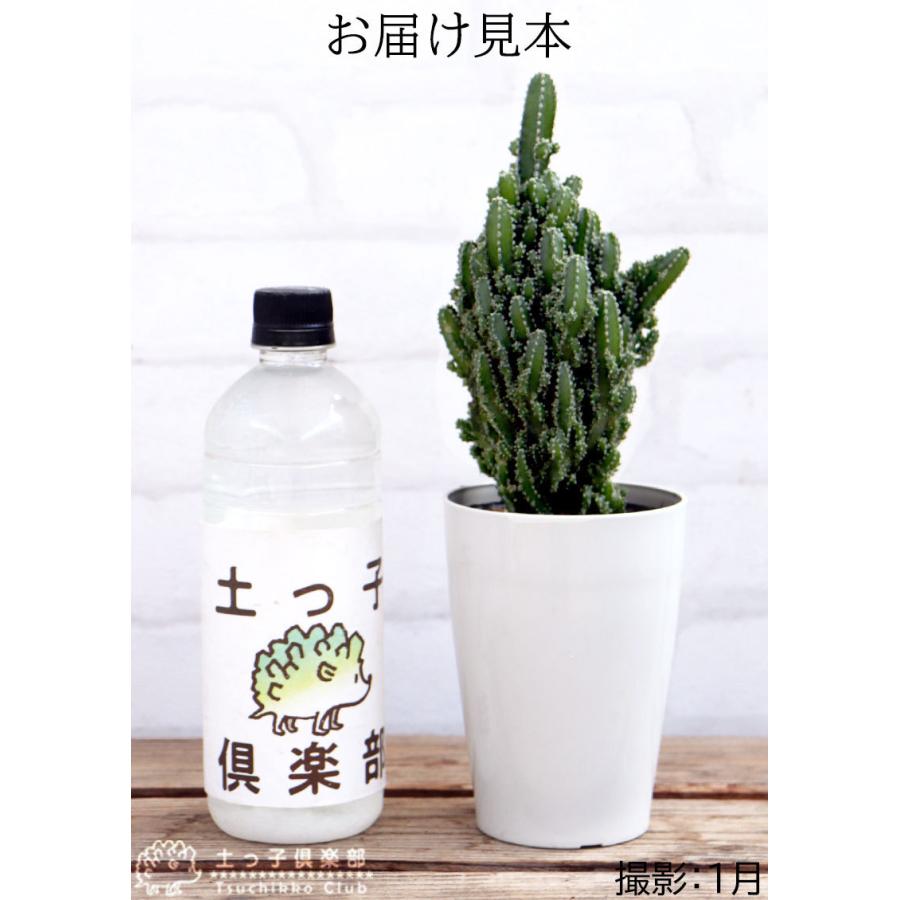 ミニサボテン 『 セレウス 』 7.5cm鉢植え : 花と緑の専門店 土っ子