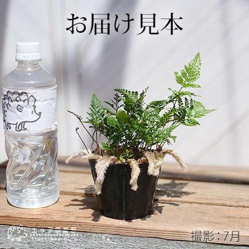 トキワシノブ苗B トキワシノブ苗B