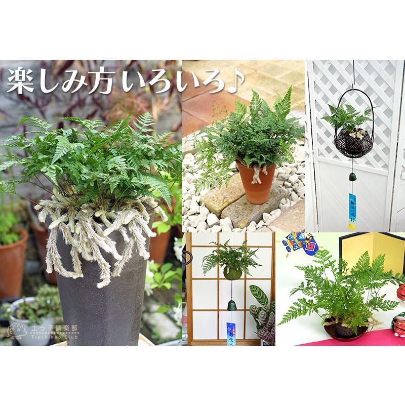 ミニ観葉 『 トキワシノブ 』 9cmポット苗 : 花と緑の専門店 土っ子