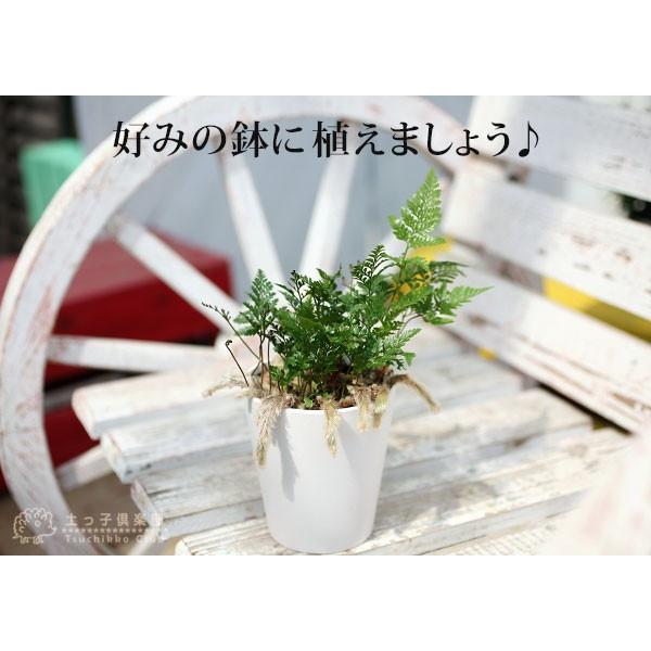 ミニ観葉 『 トキワシノブ 』 9cmポット苗 : 花と緑の専門店 土っ子