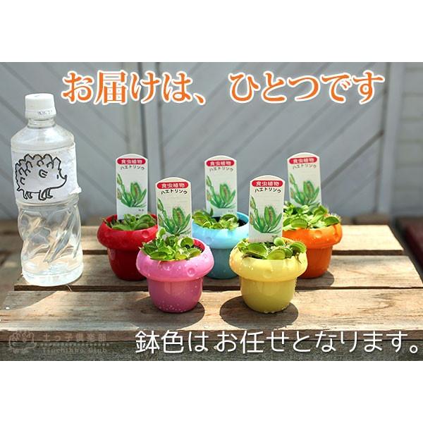 ハエトリ草 （ ハエトリソウ ） 2.5号鉢植え : 花と緑の専門店 土っ子