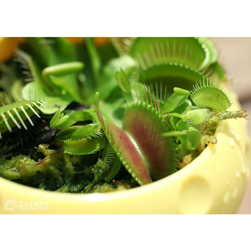 ハエトリ草 （ ハエトリソウ ） 2.5号鉢植え : 花と緑の専門店 土っ子