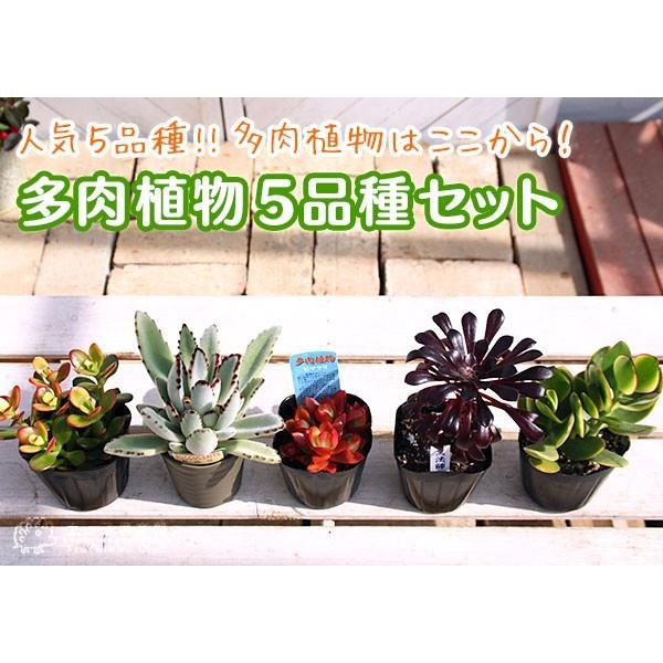 多肉植物 5品種セット 』9cmポット苗 （ 火祭り / 黒法師 月兎耳