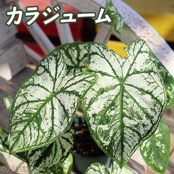 カラジューム （ カラジウム ） 9cmポット苗 : 花と緑の専門店 土っ子