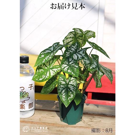 カラジューム （ カラジウム ） 9cmポット苗 : 花と緑の専門店 土っ子