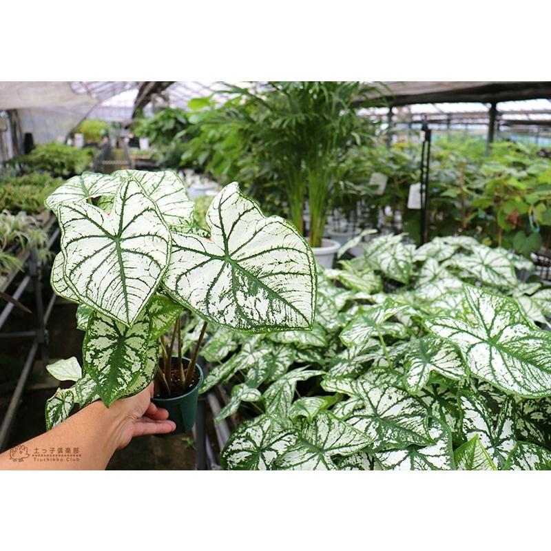 カラジューム （ カラジウム ） 9cmポット苗 : 花と緑の専門店 土っ子