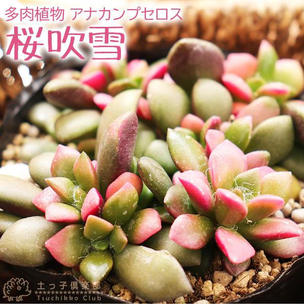 コンビニ受取対応商品 多肉植物 桜吹雪 9cmポット苗 Wantannas Go Id