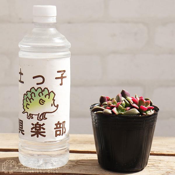 多肉植物 『 桜吹雪 』 9cmポット苗 : 花と緑の専門店 土っ子 多肉植物 『 桜吹雪 』 9cmポット苗 : 花と緑の専門店 土っ子