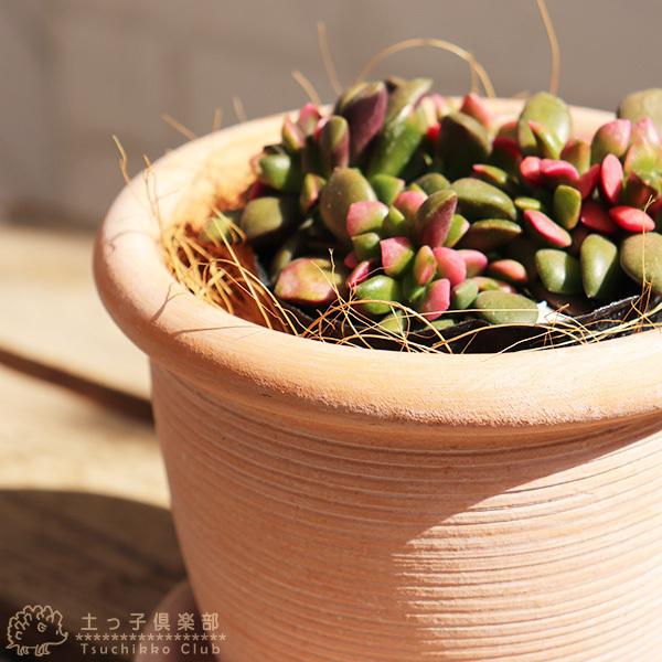 多肉植物 『 桜吹雪 』 9cmポット苗 : 花と緑の専門店 土っ子 多肉植物 『 桜吹雪 』 9cmポット苗 : 花と緑の専門店 土っ子