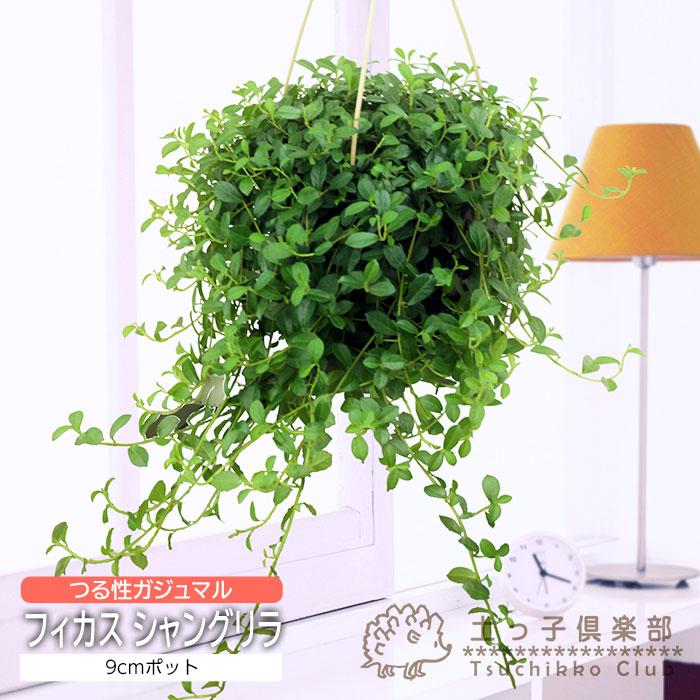 観葉植物 フィカス　ガジュマル 楽天市場】（観葉植物）小さい インテリア フィカス シャングリラ