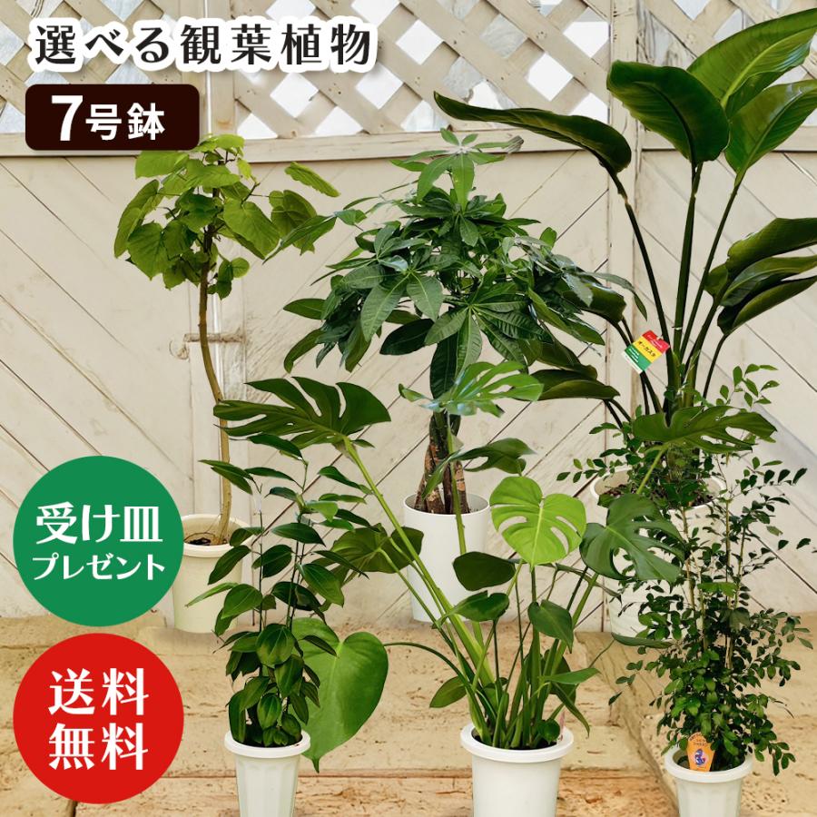 選べる7品種】 観葉植物7号鉢 (鉢カバーなし) (受け皿プレゼント
