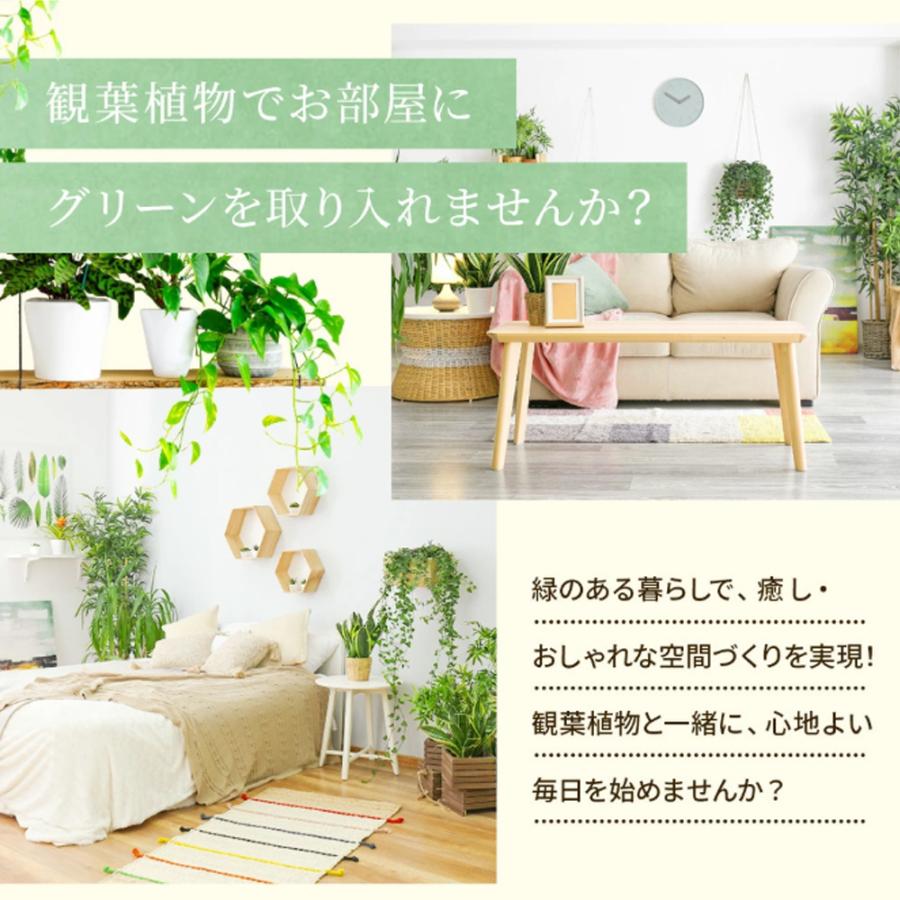 選べる7品種】 観葉植物7号鉢 (鉢カバーなし) (受け皿プレゼント
