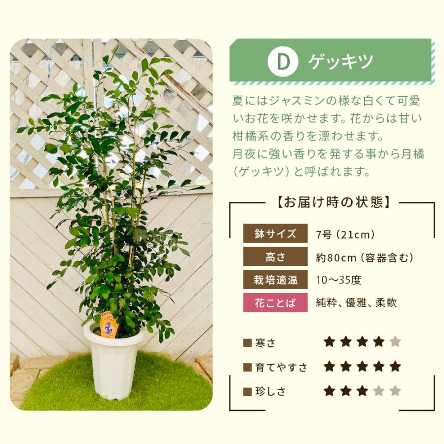 選べる7品種】 観葉植物7号鉢 (鉢カバーなし) (受け皿プレゼント