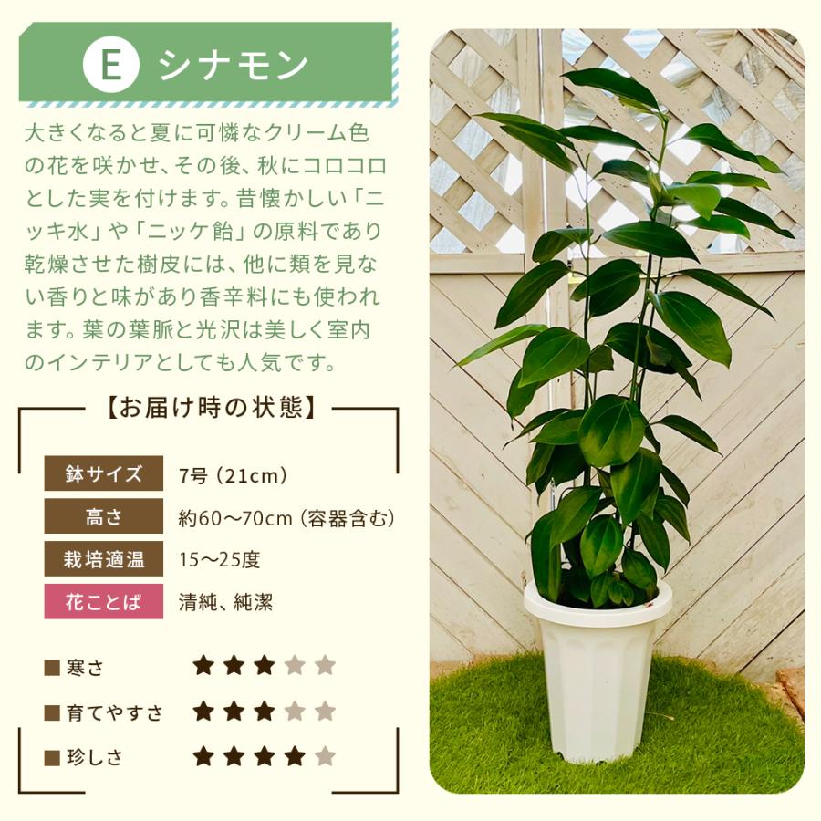 選べる7品種】 観葉植物7号鉢 (鉢カバーなし) (受け皿プレゼント