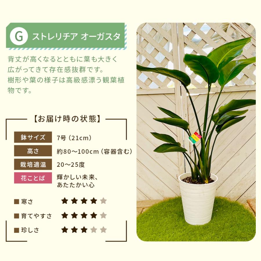 選べる7品種】 観葉植物7号鉢 (鉢カバーなし) (受け皿プレゼント