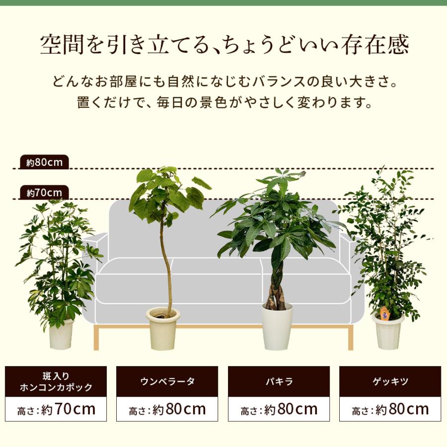 選べる7品種】 観葉植物7号鉢 (鉢カバーなし)+保護用バークチップ