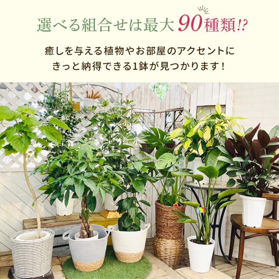 選べる7品種】 観葉植物7号鉢 (鉢カバーなし)+保護用バークチップ