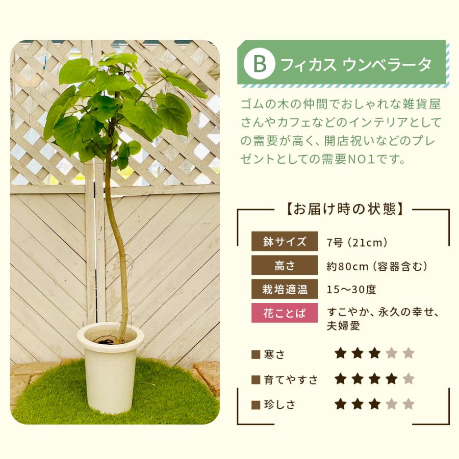 選べる7品種】 観葉植物7号鉢 (鉢カバーなし)+保護用バークチップ