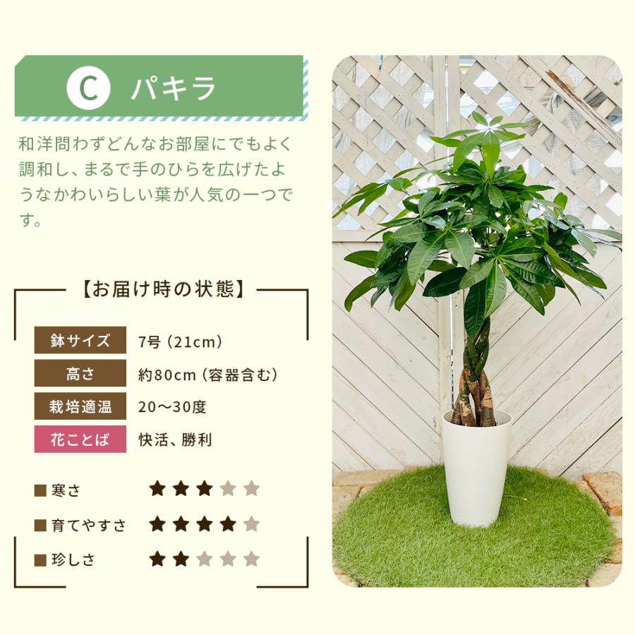 選べる7品種】 観葉植物7号鉢 (鉢カバーなし)+保護用バークチップ