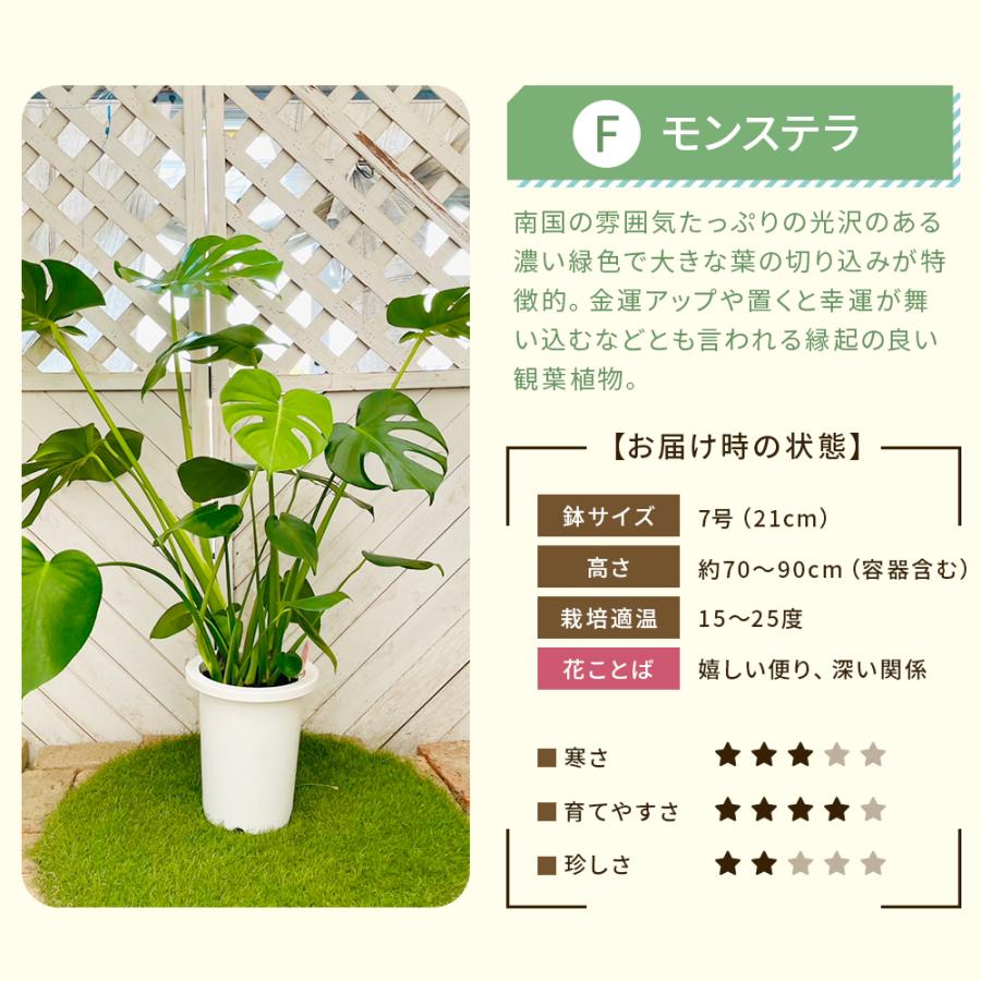 選べる7品種】 観葉植物7号鉢 (鉢カバーなし)+保護用バークチップ