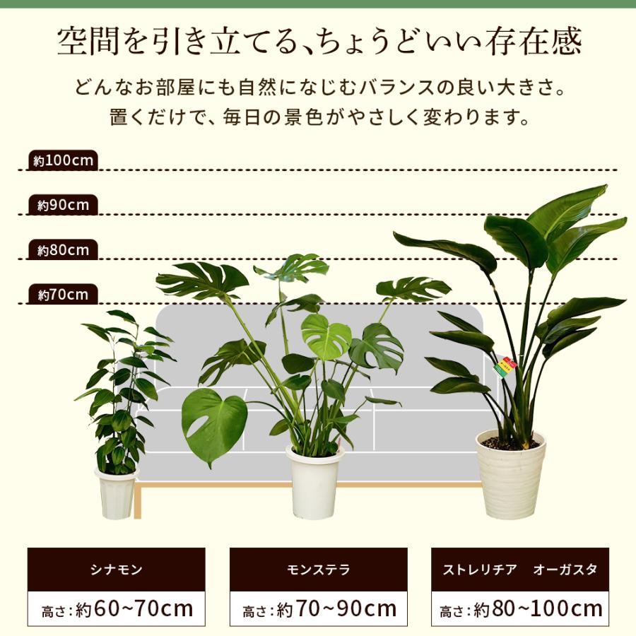 選べる7品種】観葉植物7号鉢 +鉢カバー ブルー フィカス ウンベラータ