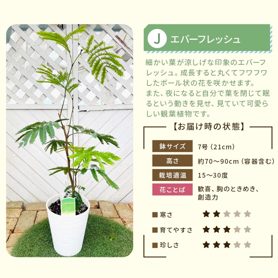 選べる7品種】観葉植物7号鉢 +鉢カバー ブルー フィカス ウンベラータ