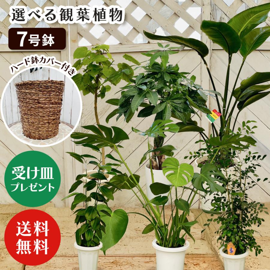 選べる7品種】観葉植物7号鉢 +鉢カバー ブラウン (受け皿プレゼント