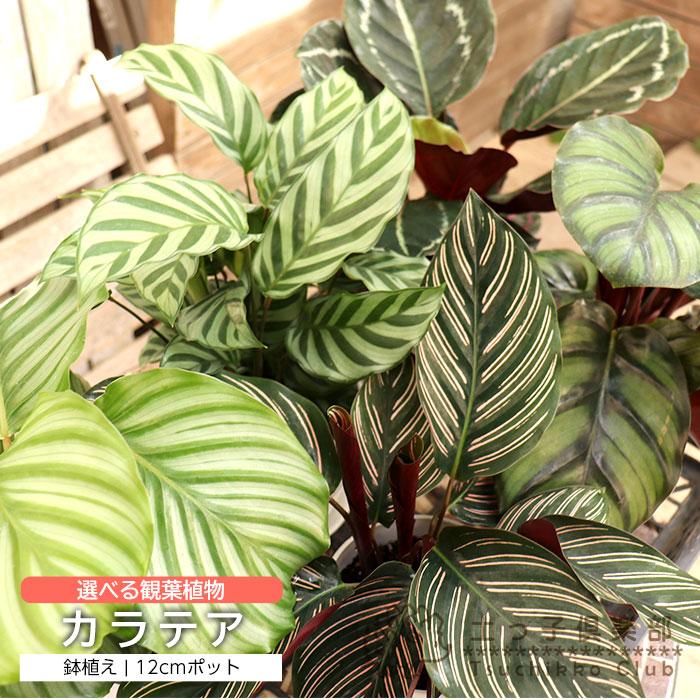 観葉植物 カラーリーフ 『 カラテア 』 12cm鉢植え 【選べる5品種